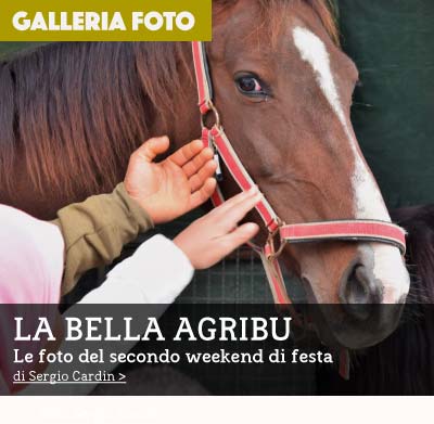 cavallo